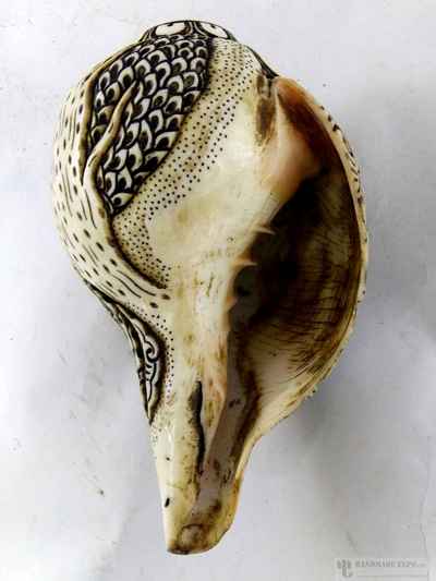 Ganesh With Ashtamangala [hand Carved], Conch Shell