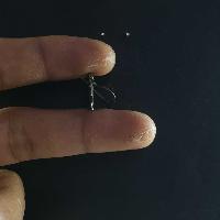 Silver Earrings With []