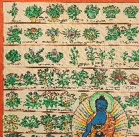 Buddhist Tibetan Thangka Of Medical Thangka, [medical Herbs], [hand Painted]