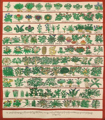 Buddhist Tibetan Thangka Of Medical Thangka, [medical Herbs], [hand Painted]