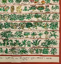 Buddhist Tibetan Thangka Of Medical Thangka, [medical Herbs], [hand Painted]