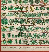 Buddhist Tibetan Thangka Of Medical Thangka, [medical Herbs], [hand Painted]