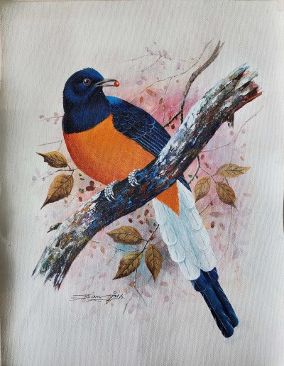 Painting Of Beautiful White Rumped Shama Bird [acrylic Color On Canvas], [washable]